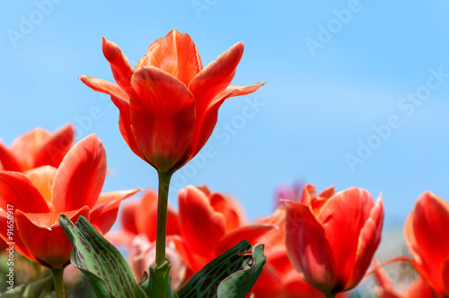red tulip stands on the other flowers on the background of blue