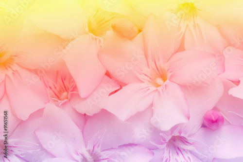 Vintage flower background. © enrouteksm