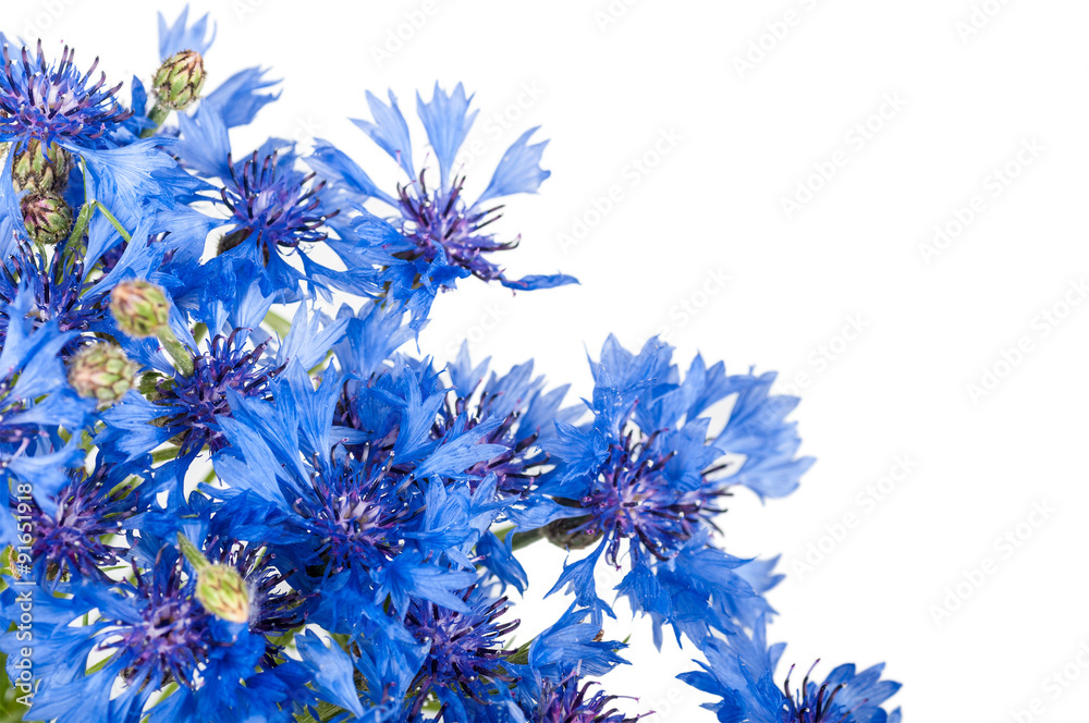 Cornflower. Bouquet of wild blue flowers. Isolated Cornflower. Bouquet of wild blue flowers. Isolated