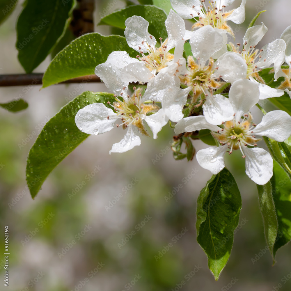 Obraz premium apple flower with water drops