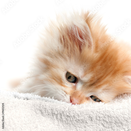 red kitten nestled against a white towel