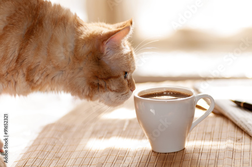 cat sniffs mug of coffee