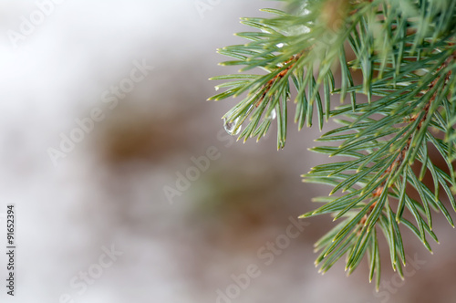 drops on spruce branch closeup