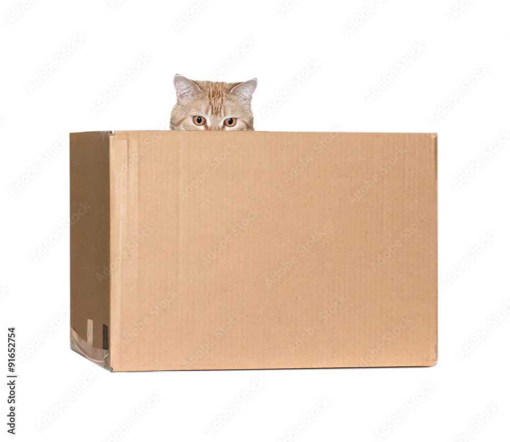 red cat isolated in a box