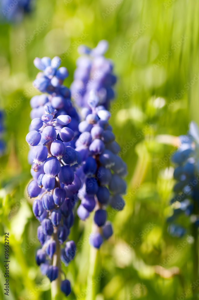 blue Muscari flower on the background of grass in nature blue Muscari flower on the background of grass in nature