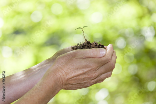 Junge  Pflanze in der Hand