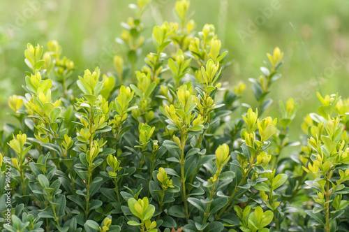 boxwood Bush closeup