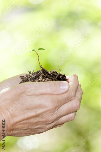 Junge  Pflanze in der Hand
