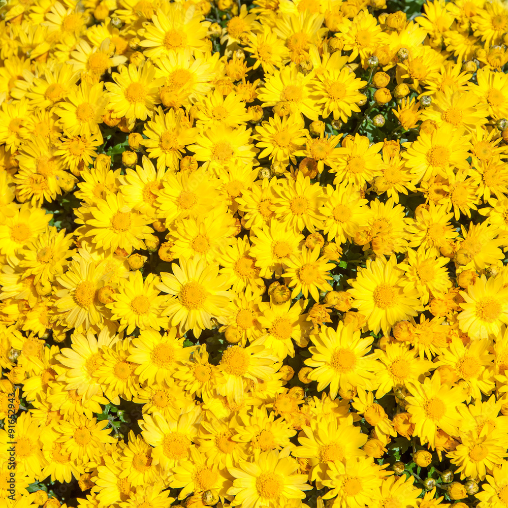 Fototapeta premium background of yellow flowers