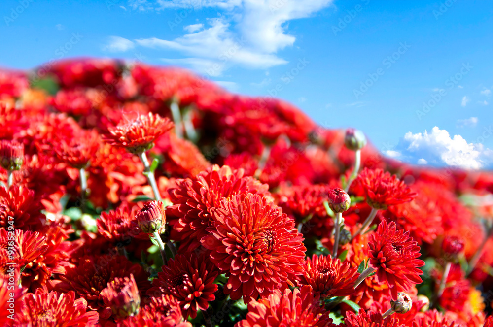 background of red flowers on the background of blue sky