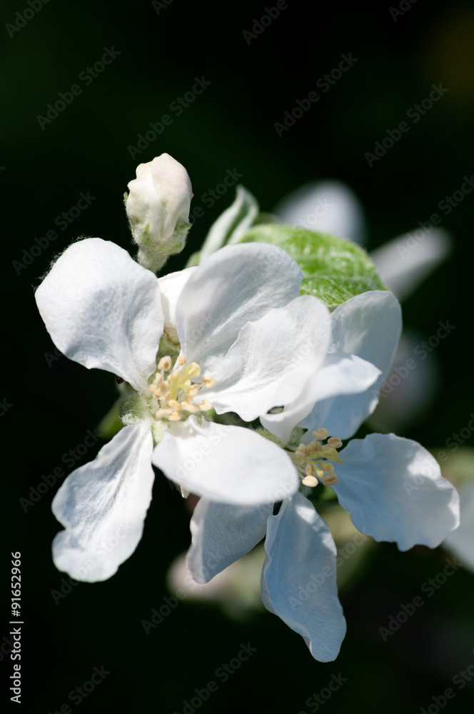 Obraz premium background flower apple macro