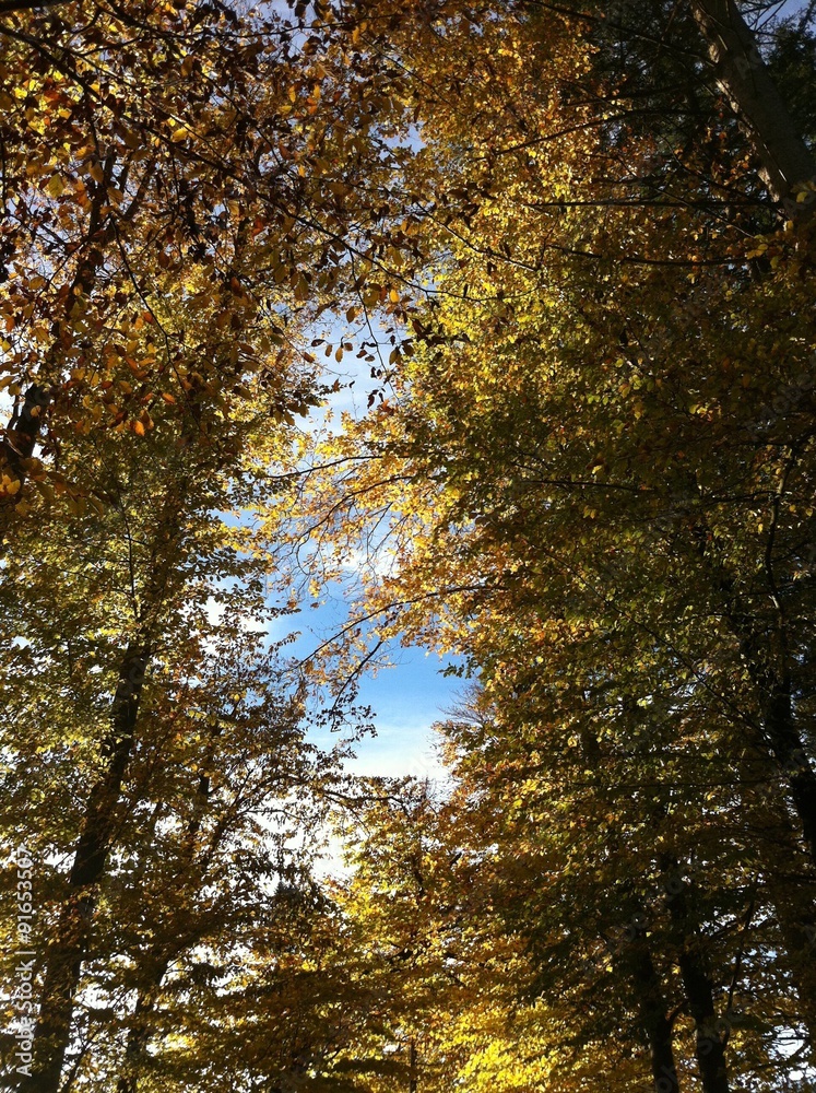 Fototapeta premium Blätterdach im Herbst