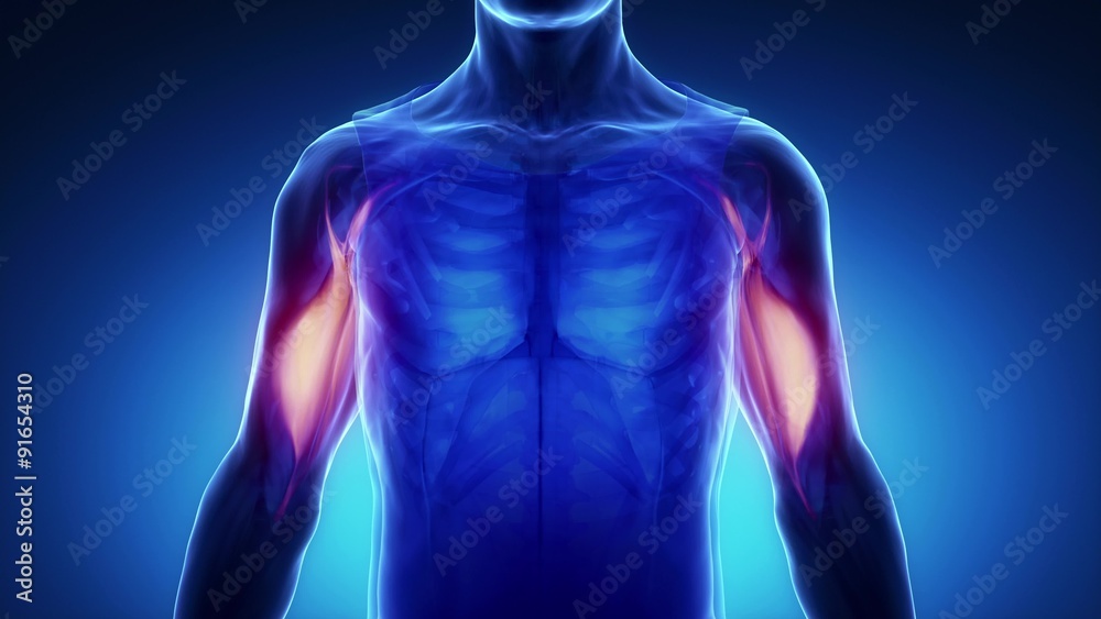 Biceps brachii muscle - zoom in Biceps brachii muscle - zoom in