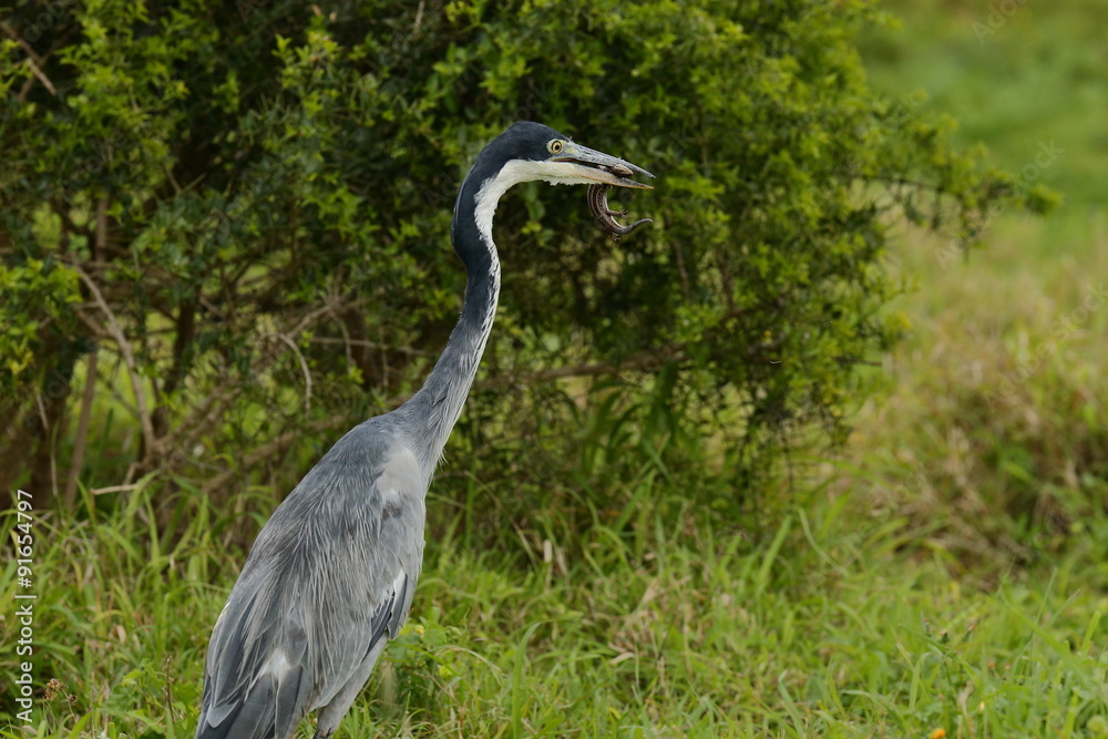Fototapeta premium grey heron with a lizard in its beak