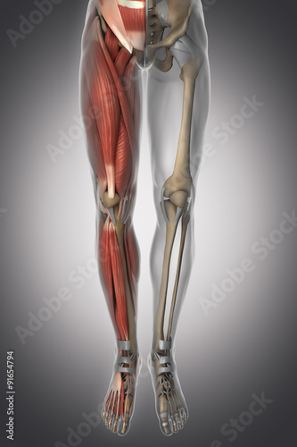 Leg anatomy - muscle, bone, cartilage, ligament