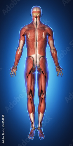 Muscular system anatomy posterior view