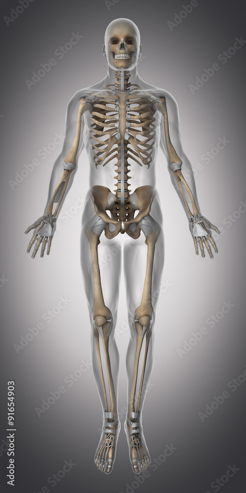 Skeleton and tendon anatomy anterior view Skeleton and tendon anatomy anterior view