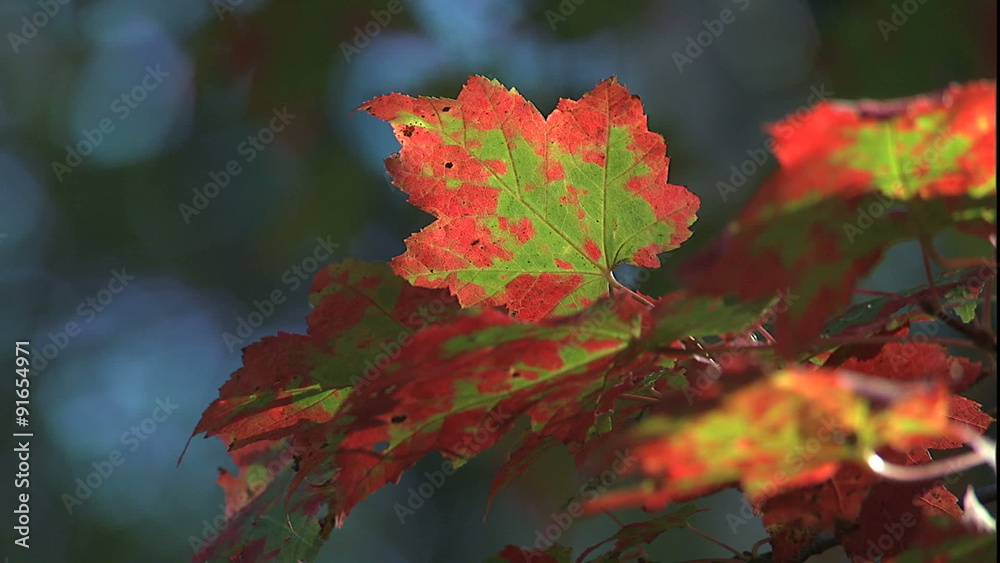 ECU in sunlight of back lit colored leaves ECU in sunlight of back lit colored leaves