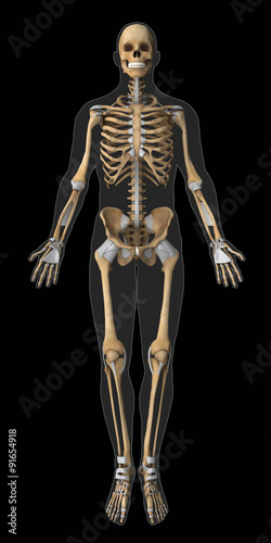 Skeleton and tendon anatomy anterior view © CLIPAREA.com