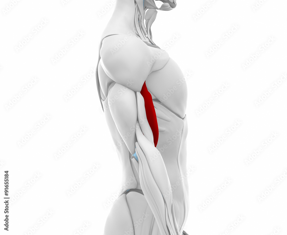 Fototapeta premium Biceps brachii - Muscles anatomy map