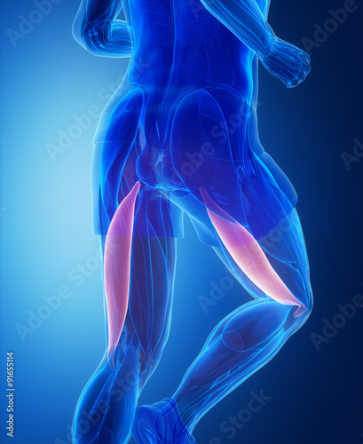 Biceps femoris - human muscle anatomy
