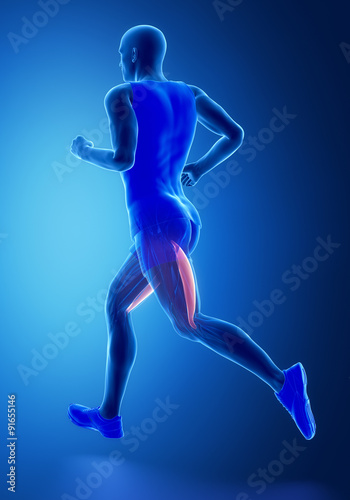 Biceps femoris - human muscle anatomy © CLIPAREA.com