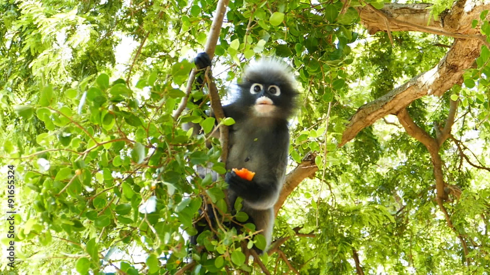 Spectacled langurs eating fruit on the tree, concept slow motion.