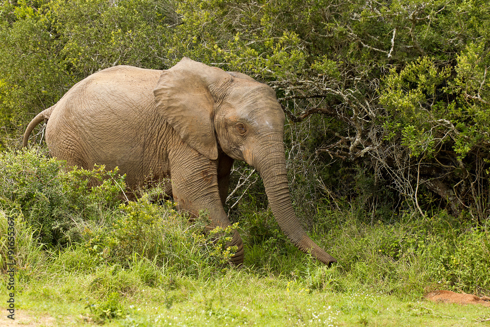 Young african elephant walking quickly through dense bush on a hot summers day