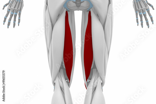 semitendinosus - Muscles anatomy map photo