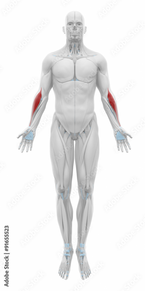 Brachioradialis - Muscles anatomy map Brachioradialis - Muscles anatomy map
