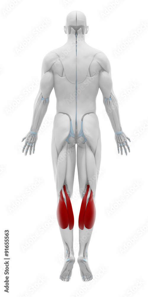 Gastrocnemius - Muscles anatomy map