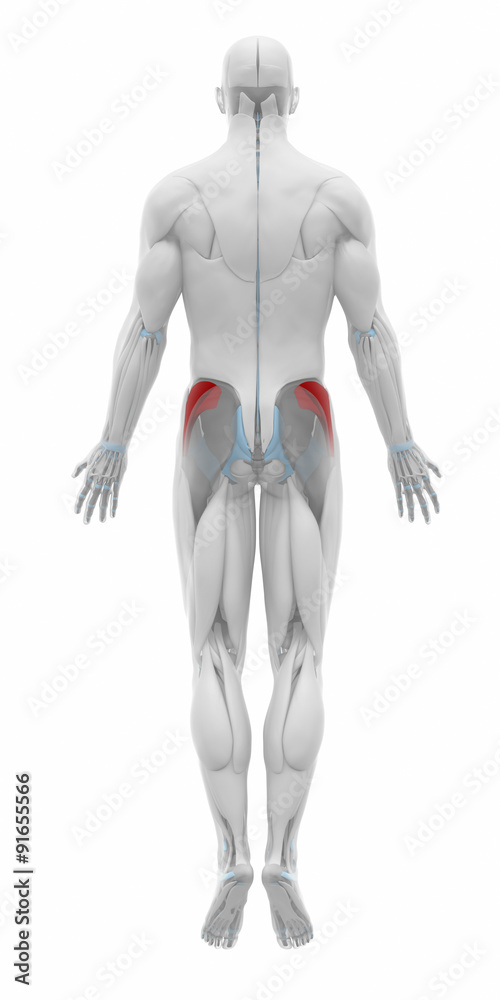 Gluteus minimus- Muscles anatomy map