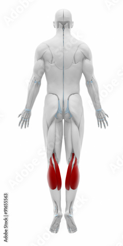 Gastrocnemius - Muscles anatomy map © CLIPAREA.com