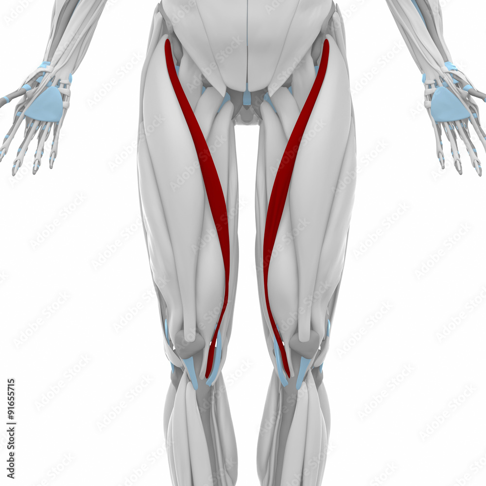 Sartorius - Muscles anatomy map Stock Illustration | Adobe Stock