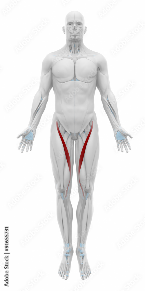 Sartorius - Muscles anatomy map