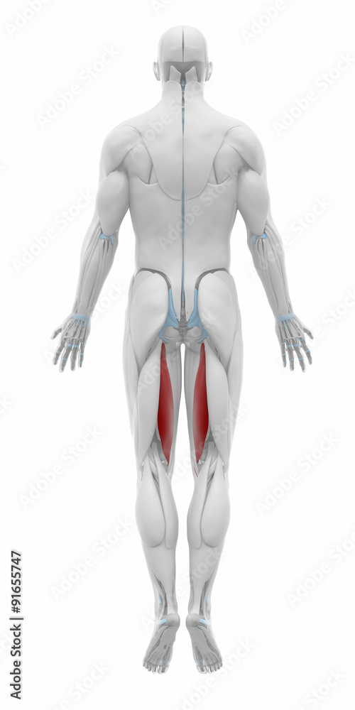 semitendinosus - Muscles anatomy map semitendinosus - Muscles anatomy map