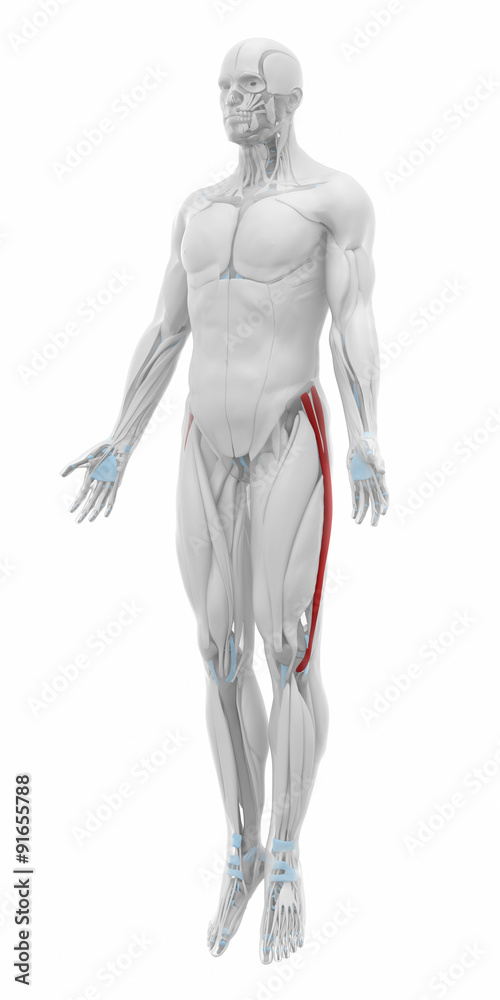 Iliotibial tract - Muscles anatomy map