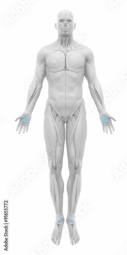 Iliotibial tract - Muscles anatomy map