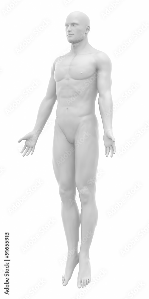 MAle ready to muscle layer from my gallery - Muscles anatomy map