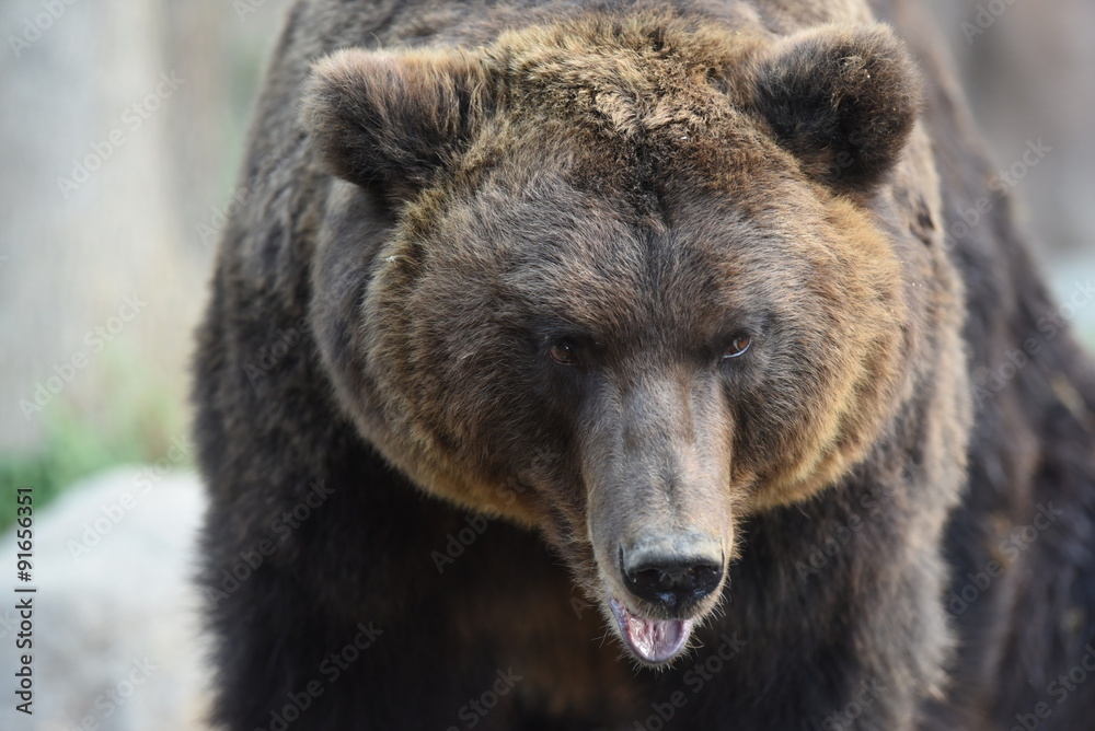 Kamchatka Brown Bear - Ursus arctos beringianus