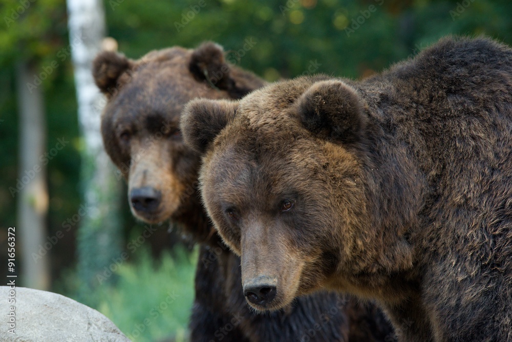 Kamchatka Brown Bear - Ursus arctos beringianus