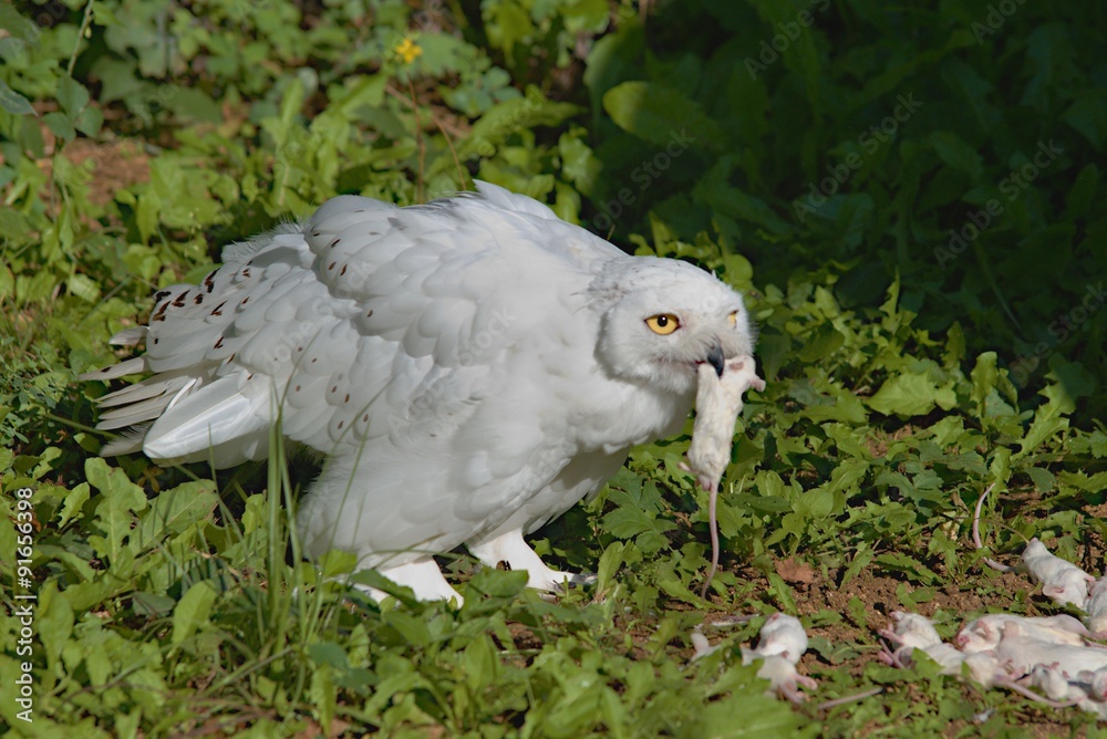 Obraz premium Snowy Owl
