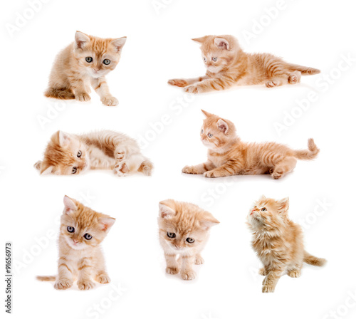 set of red cat isolated