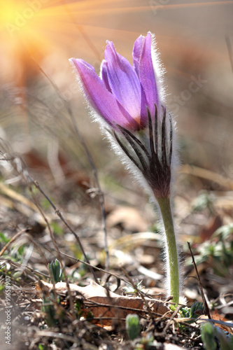 nice pasque flower