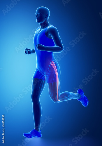 Tensor fascia lateae - human muscle anatomy © CLIPAREA.com