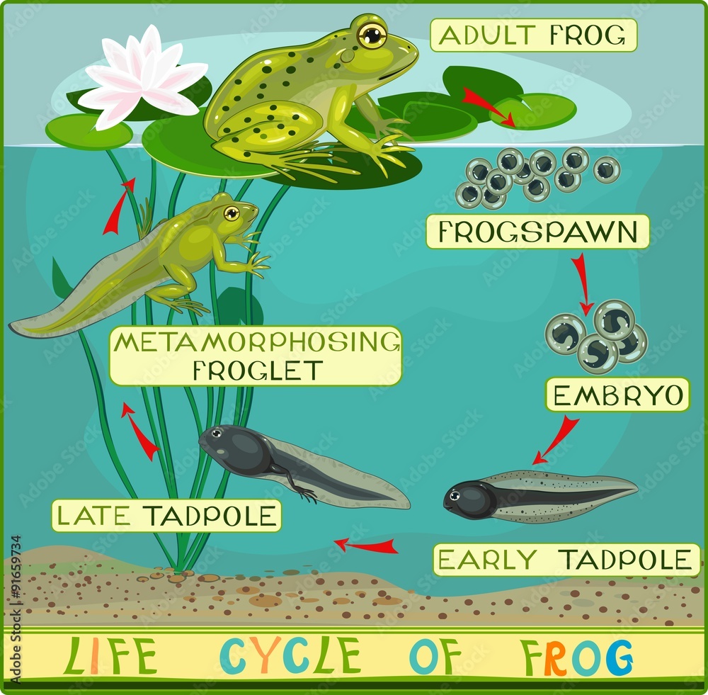 Fototapeta premium Life cycle of frog