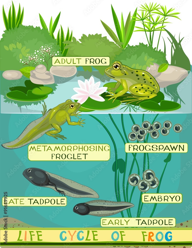 Fototapeta premium Life cycle of frog