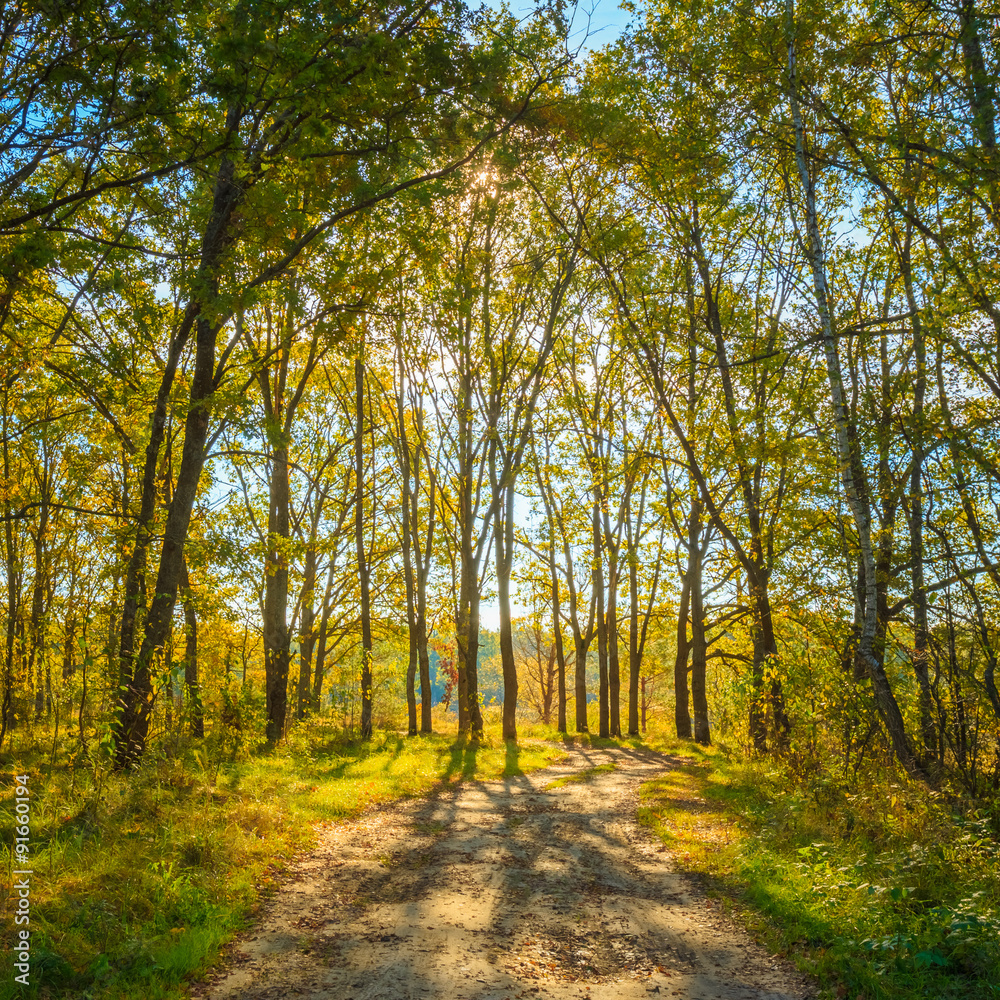 Obraz premium Sunny Day In Autumn Sunny Forest Trees, Green Grass. Nature Wood