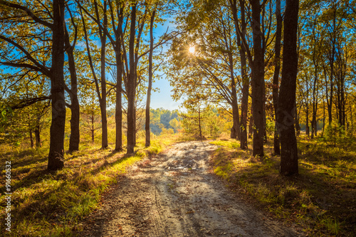 Countryside Path Road Way Pathway Through Sunny Autumn Forest Tr