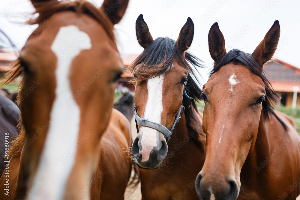 Fototapeta premium Herd of horses in a stable